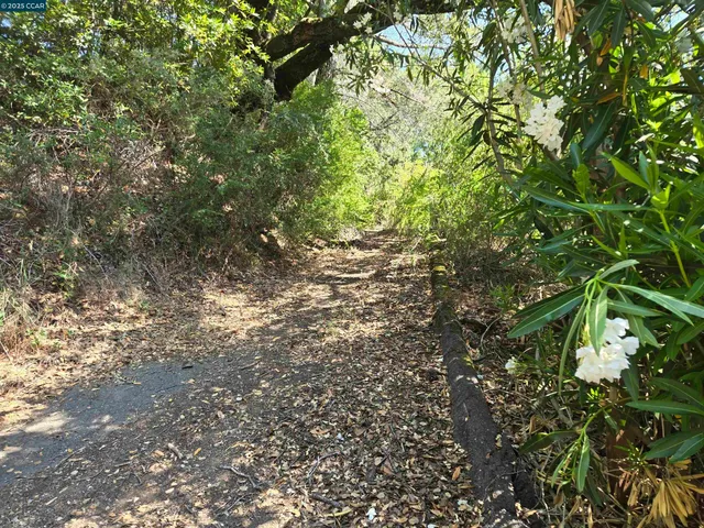 a view of a tree in a yard