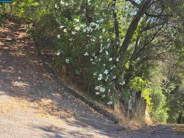 a picture of tree