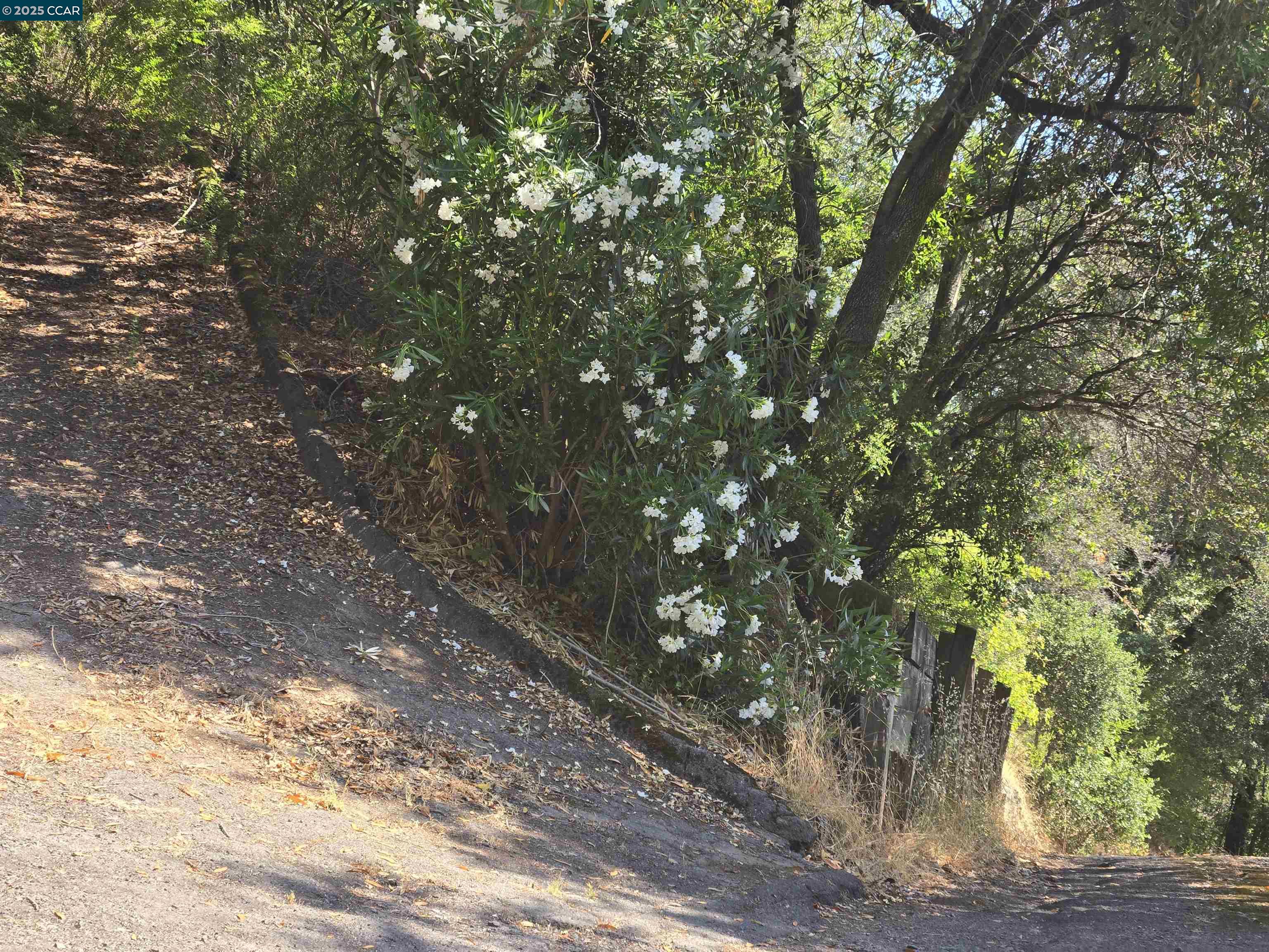 100 Black Log Road Kentfield, CA 94904 - Photo 4 of 27 a picture of tree