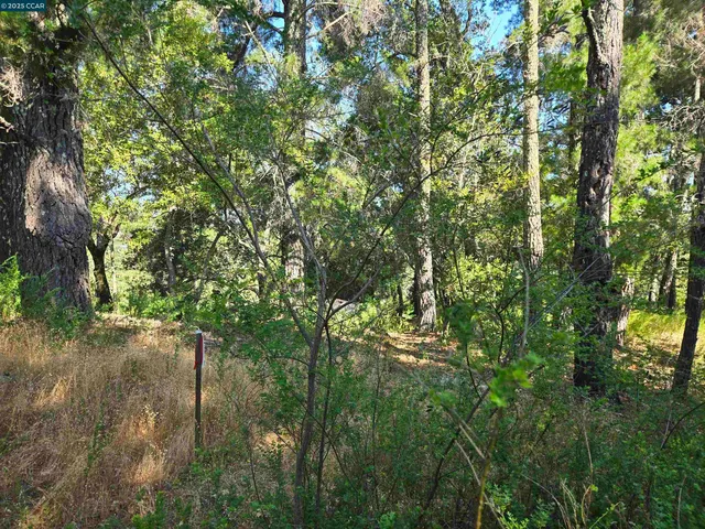 a view of a yard with a tree