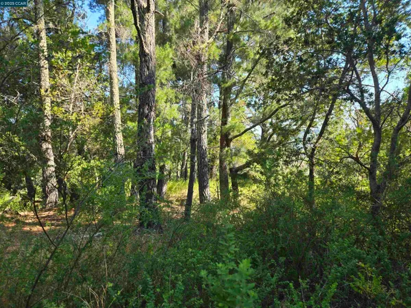 a lush green forest with lots of trees