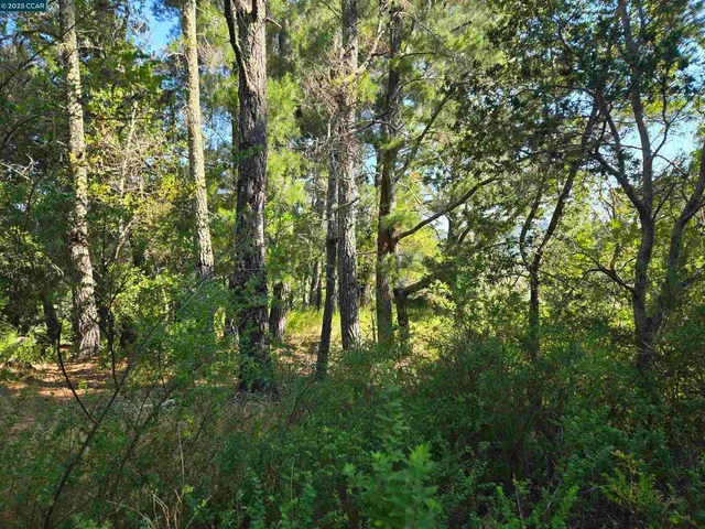 a lush green forest with lots of trees