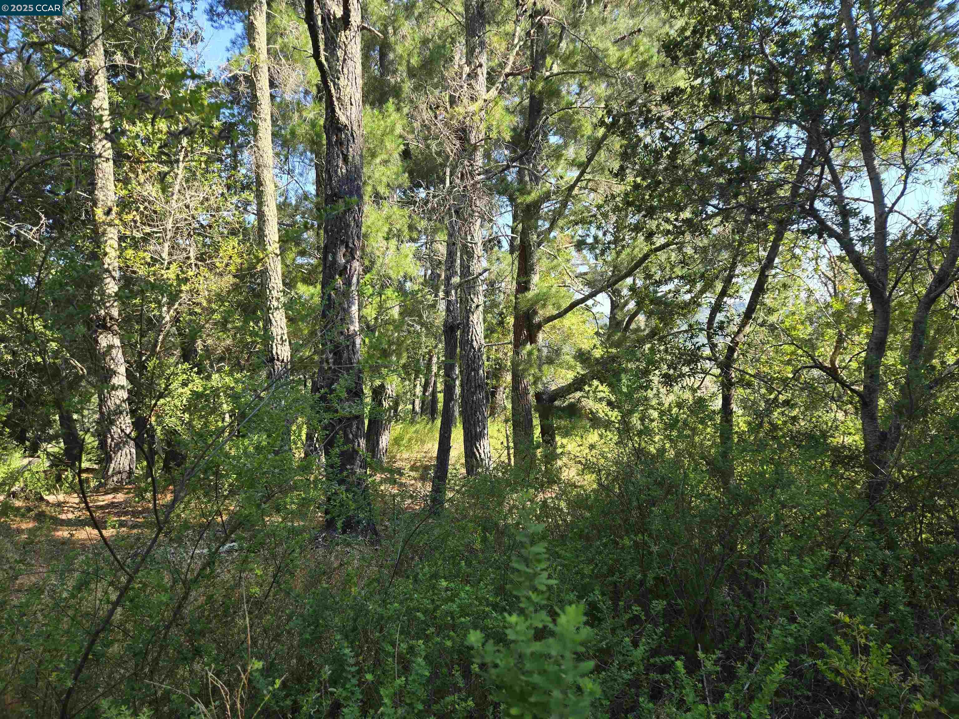 100 Black Log Road Kentfield, CA 94904 - Photo 6 of 27 a lush green forest with lots of trees