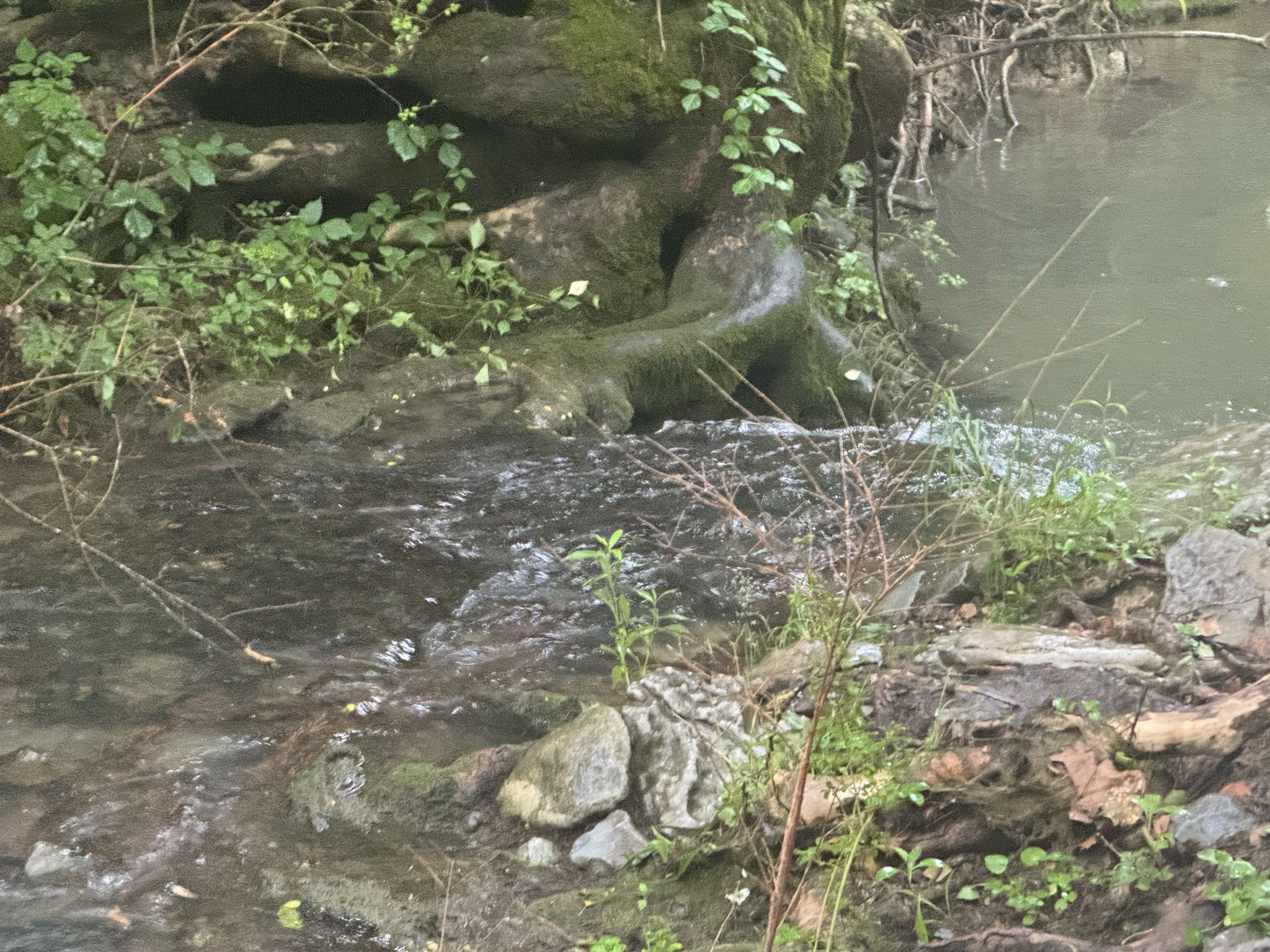 197 Blue Smith Road Petersburg, TN 37144 - Photo 4 of 29 a view of a forest