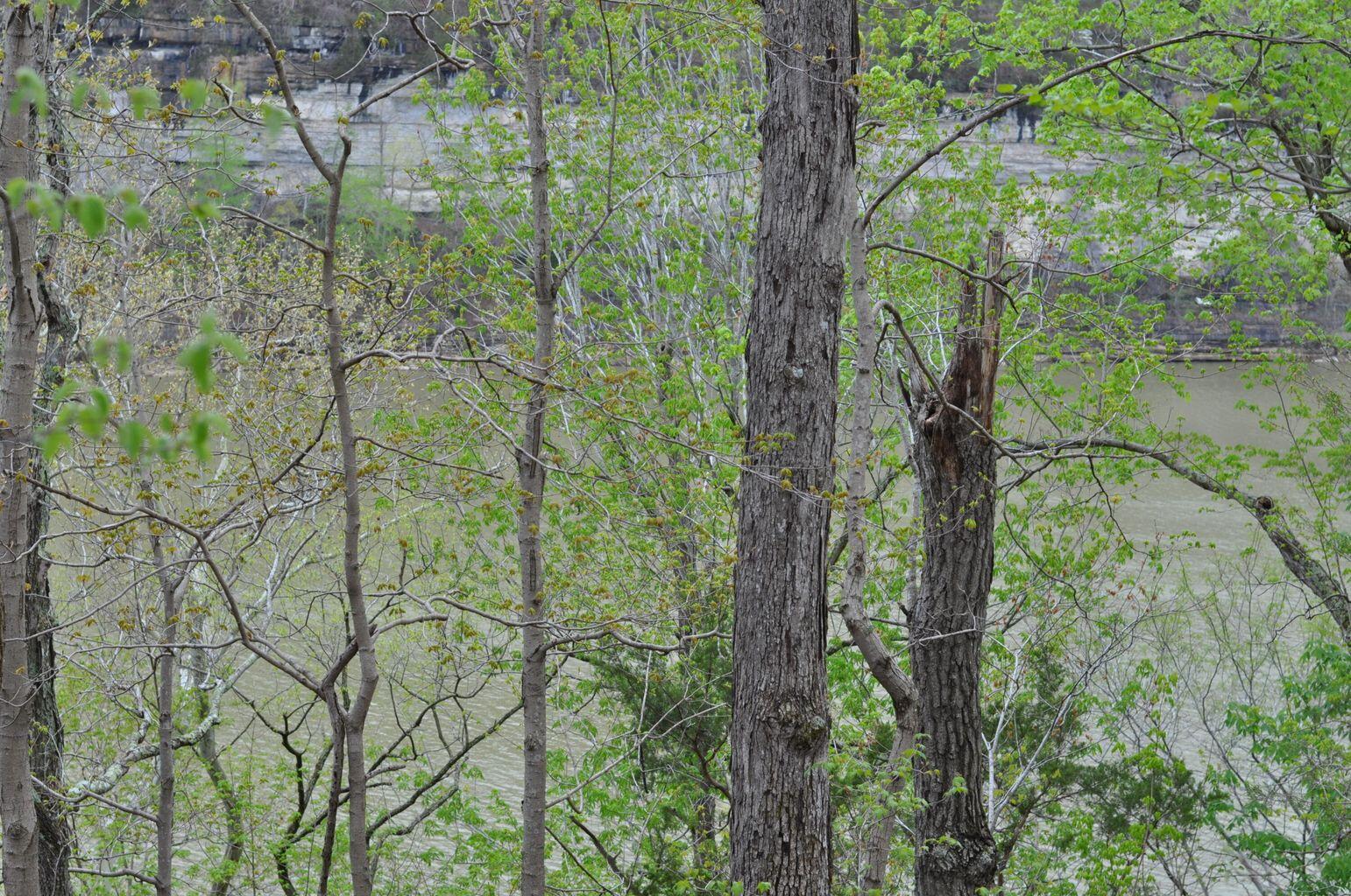 Lot 8 North Fork Road Burnside, KY 42519 - Photo 1 of 4 At waters edge
