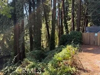 a view of a yard with plants and large trees