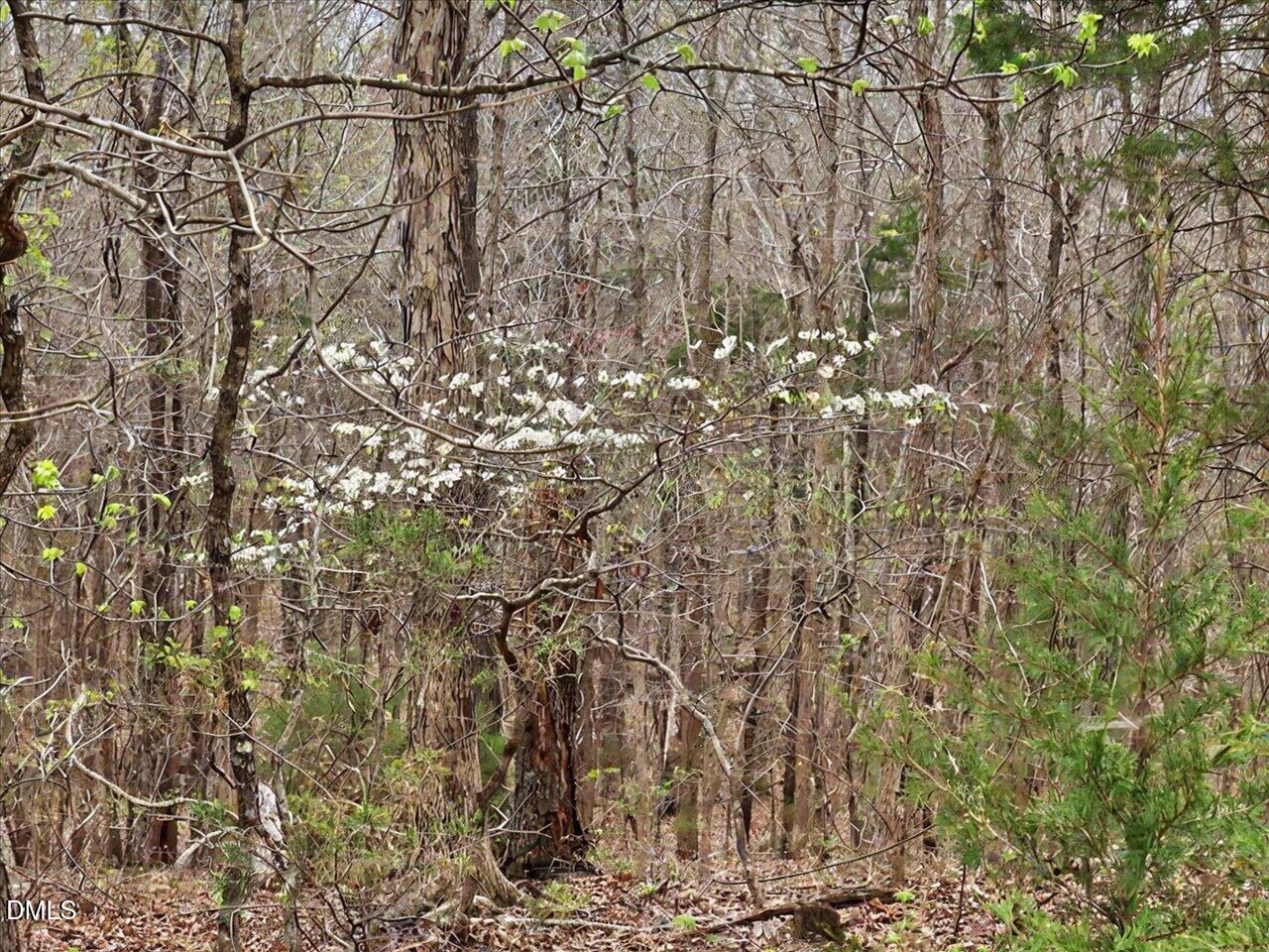 7793 Ridgeville Road Leasburg, NC 27291 - Photo 39 of 91