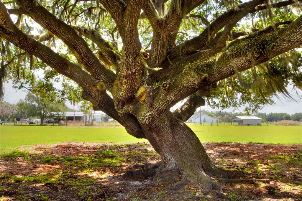 0 Dorman Road Lithia, FL 33547 - Photo 5 of 9