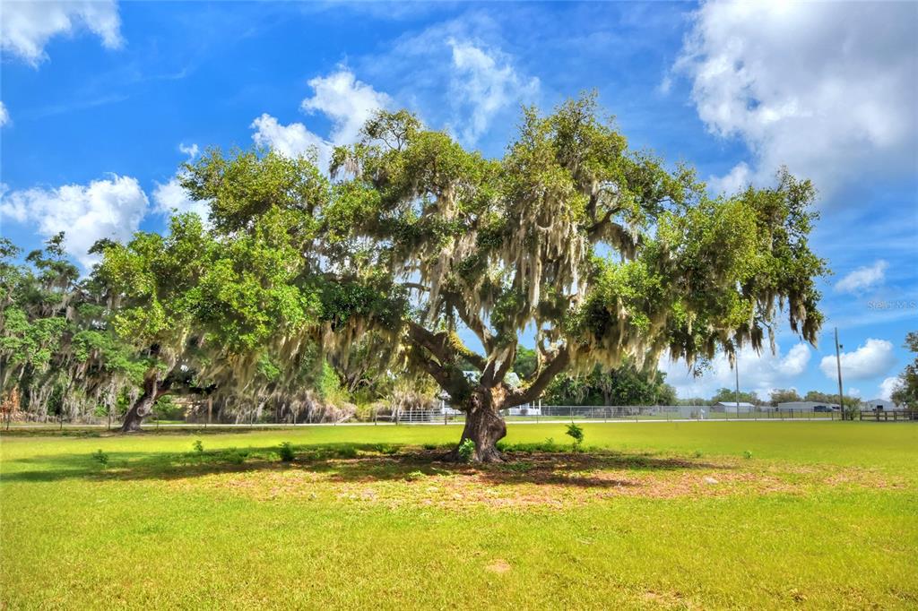 0 Dorman Road Lithia, FL 33547 - Photo 7 of 9