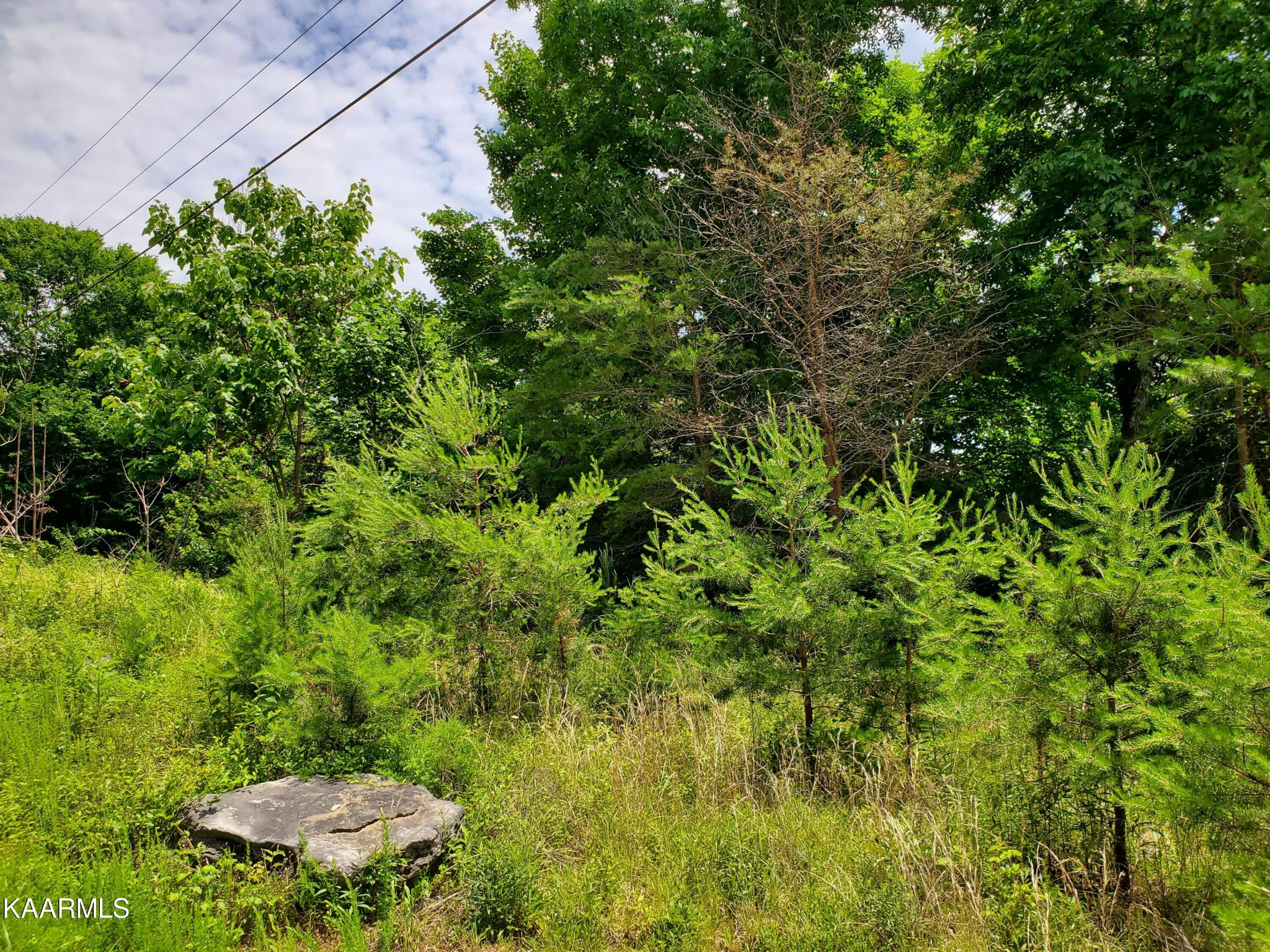 0 Lick Branch Road New Tazewell, TN 37825 - Photo 3 of 24 Gallery Image 3