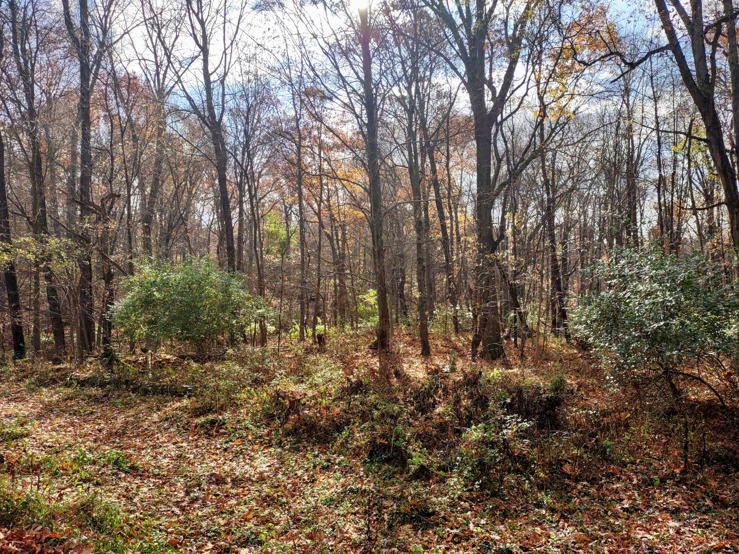 IMG_20211119_131242871_HDR
