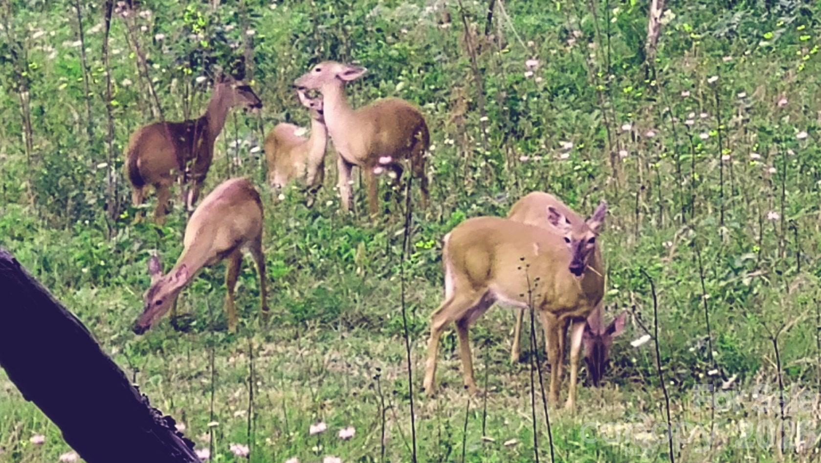 745 Broom Road Tuckasegee, NC 28783 - Photo 14 of 42 a backyard of a house with table and chairs