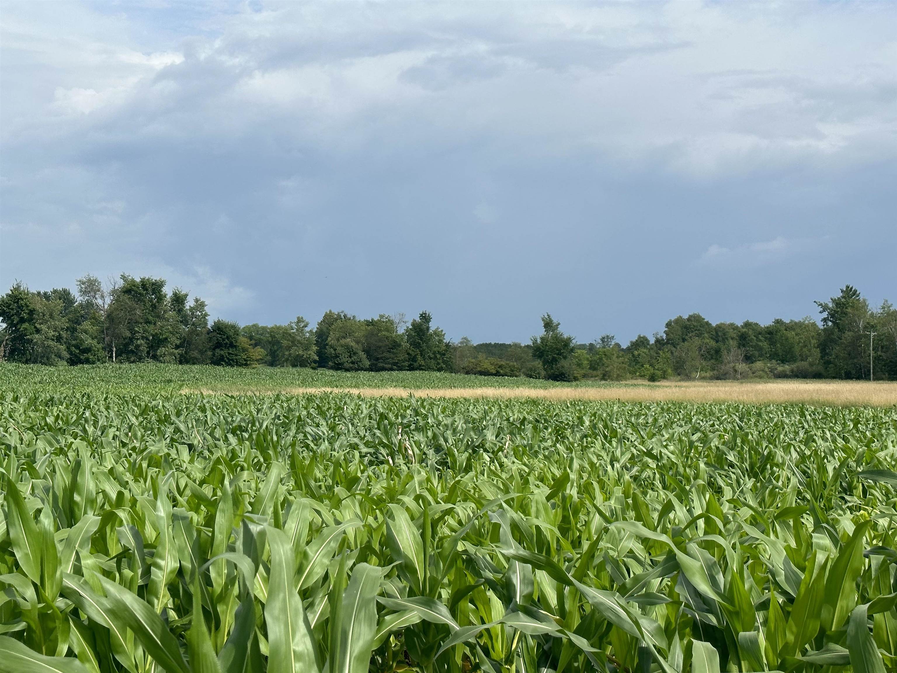 19 Mile Road Marion, MI 49665 - Photo 6 of 9