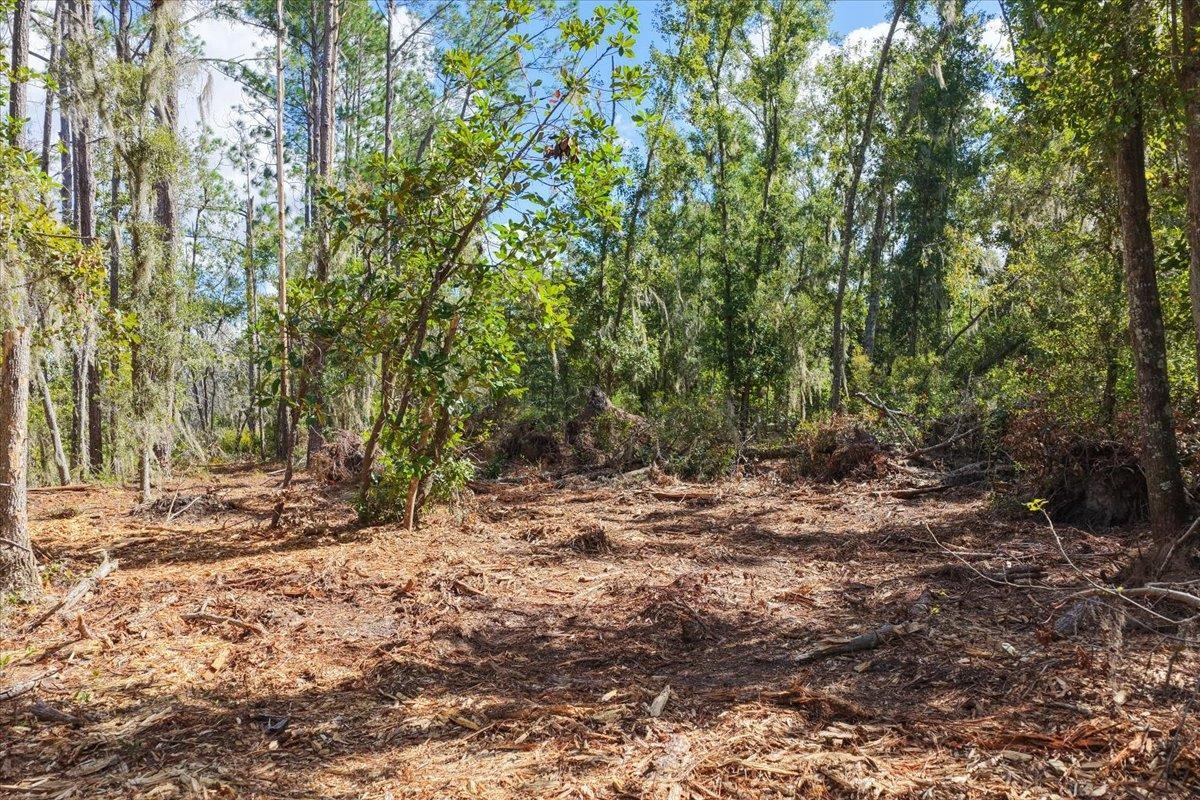 Vacant Northwest Little Cat Road Madison, FL 32340 - Photo 33 of 40 Gallery Image 33