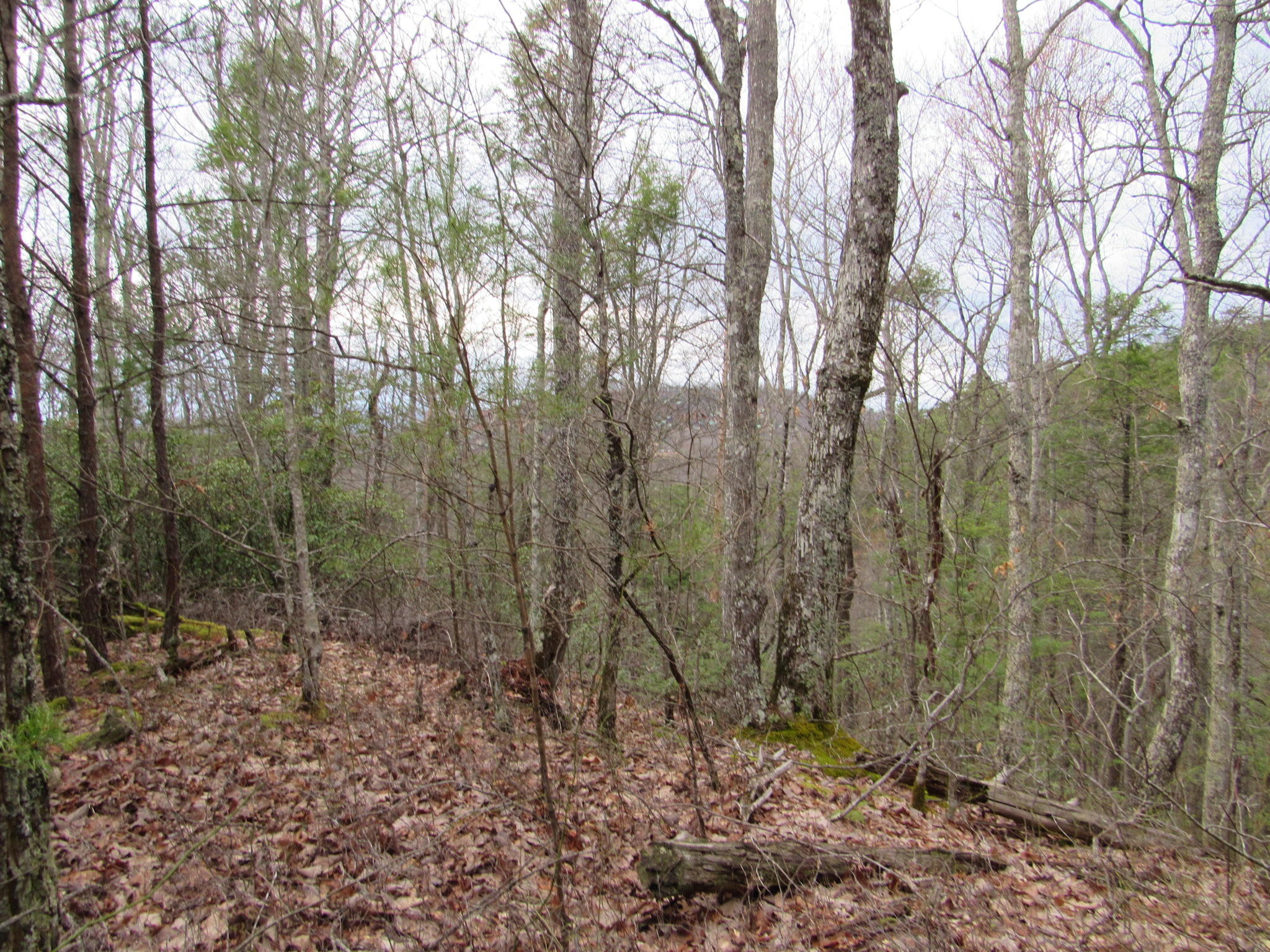 Off Caney Creek Road Pigeon Forge, TN 37863 - Photo 14 of 36 IMG_2698