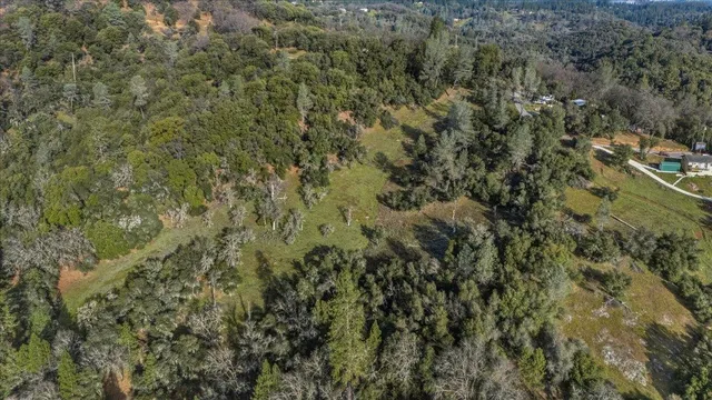 a view of a forest with a tree