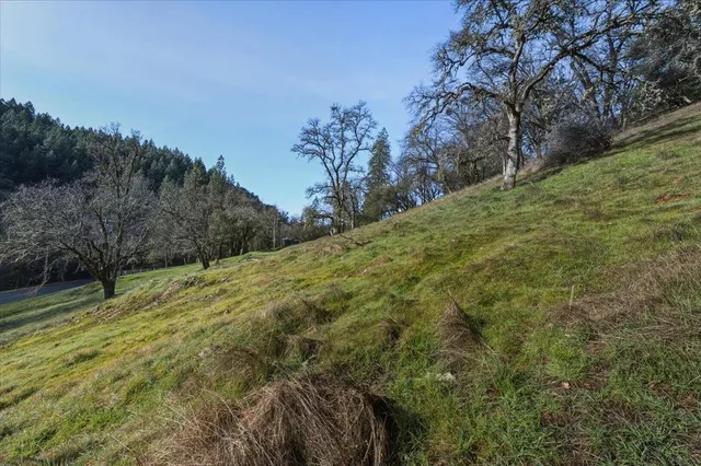 a view of a yard with a tree