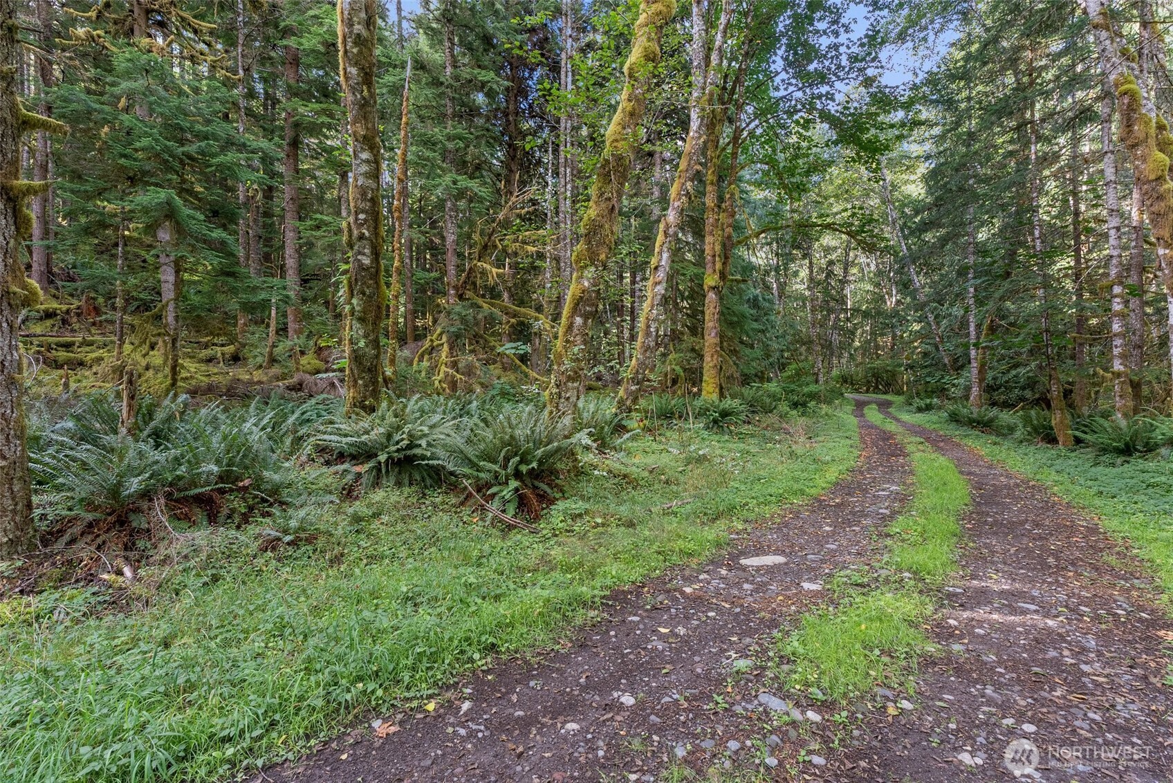 1 Skate Creek Road North Ashford, WA 98304 - Photo 23 of 36 a view of a green field with lots of bushes
