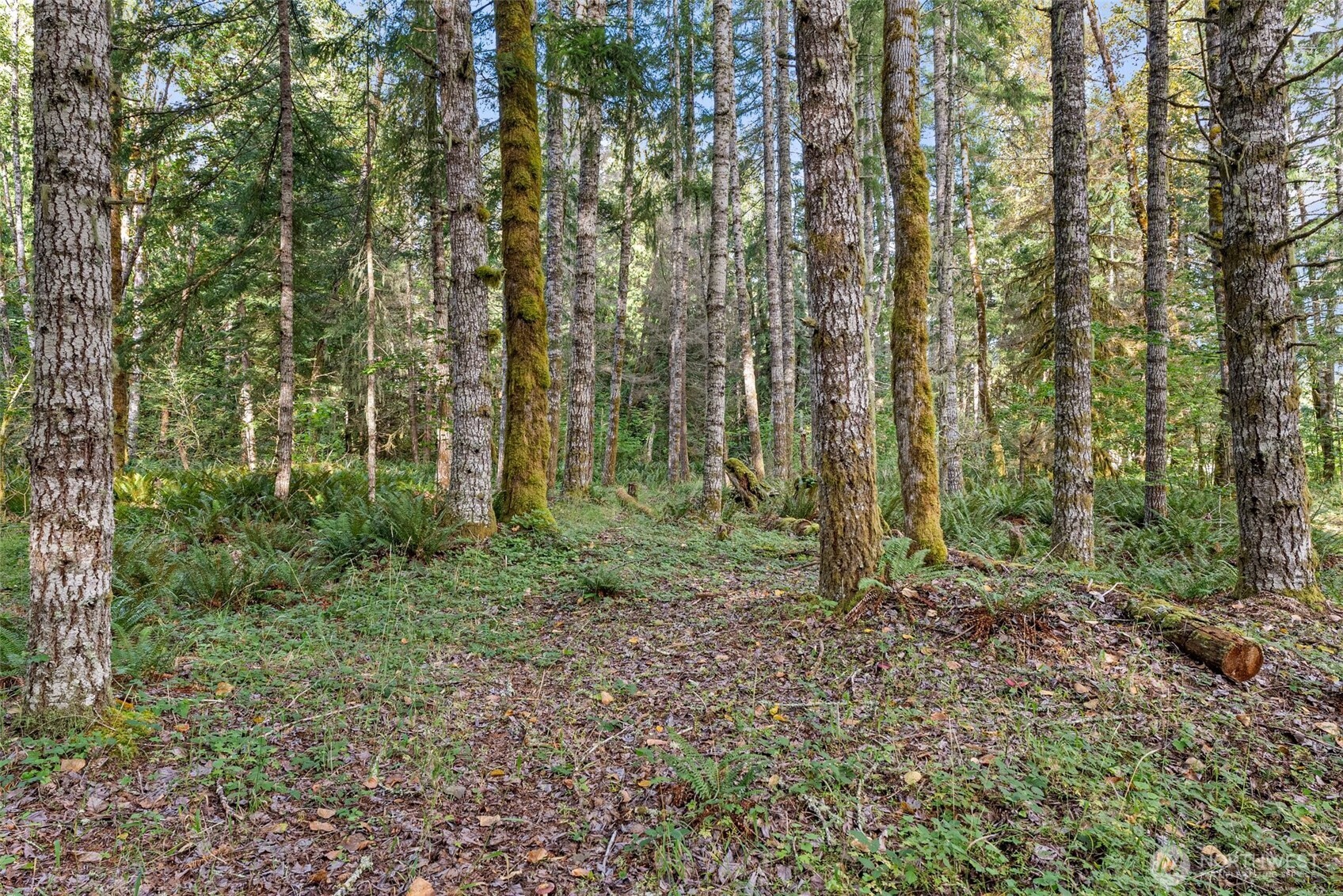 1 Skate Creek Road North Ashford, WA 98304 - Photo 25 of 36 a view of outdoor space and green space
