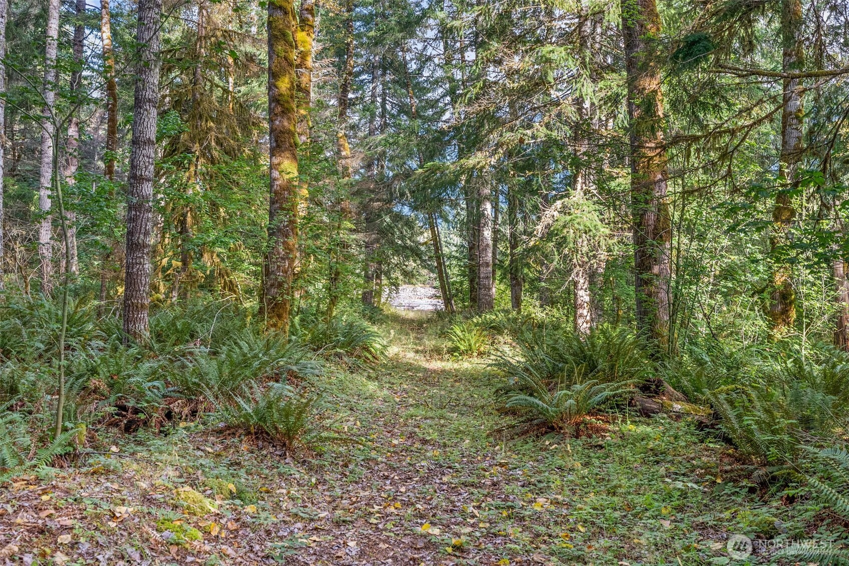 1 Skate Creek Road North Ashford, WA 98304 - Photo 26 of 36 a view of a lush green forest