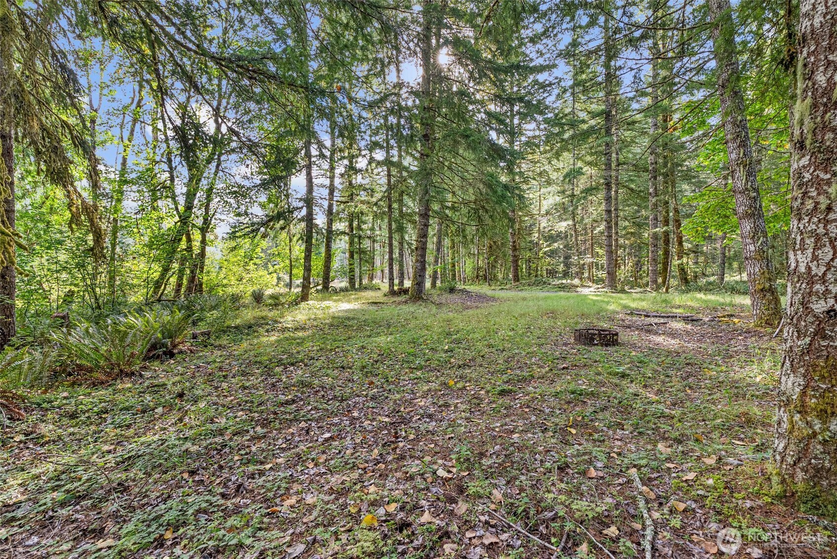1 Skate Creek Road North Ashford, WA 98304 - Photo 27 of 36 a big yard with lots of green space and deers