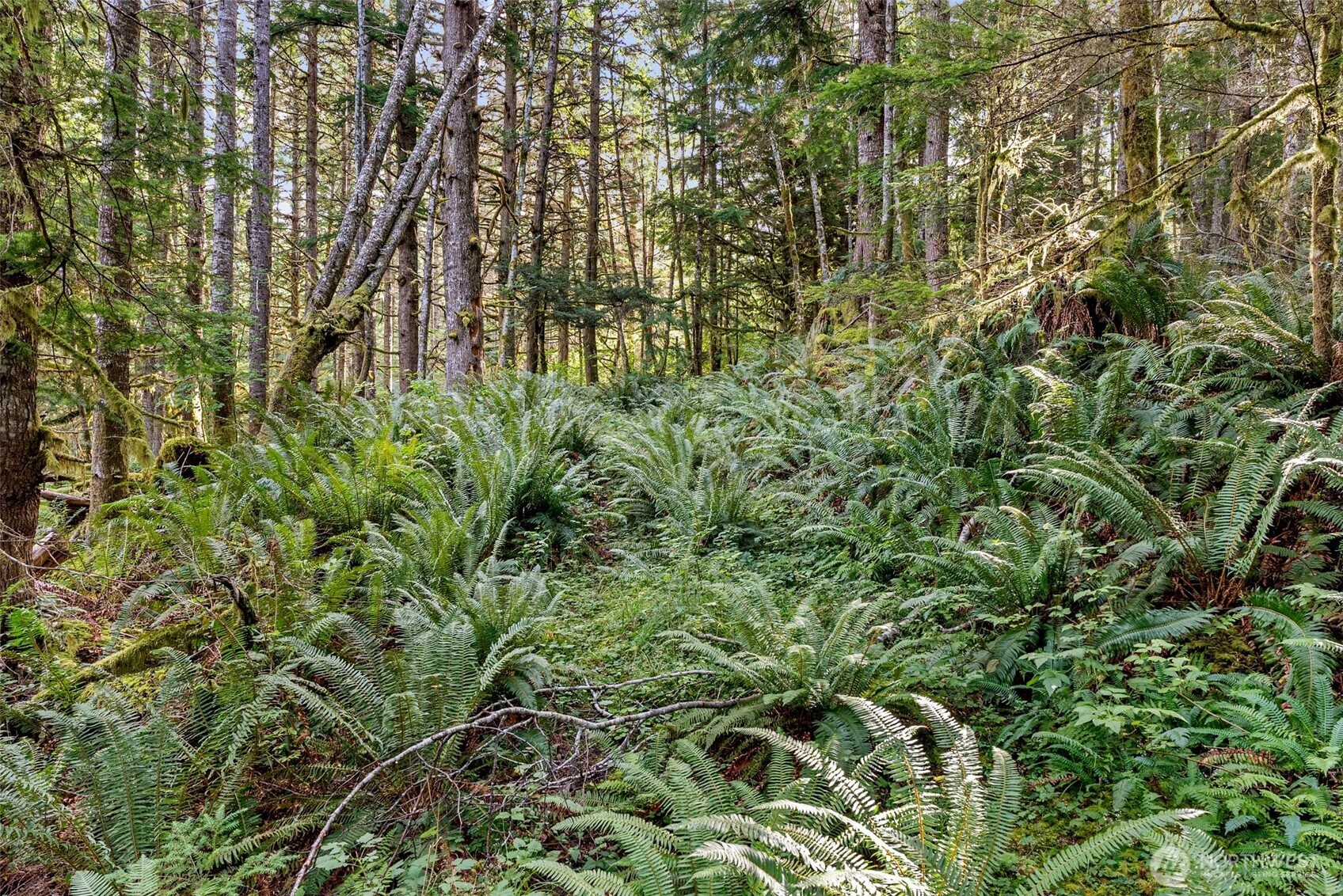 1 Skate Creek Road North Ashford, WA 98304 - Photo 29 of 36 a view of a yard