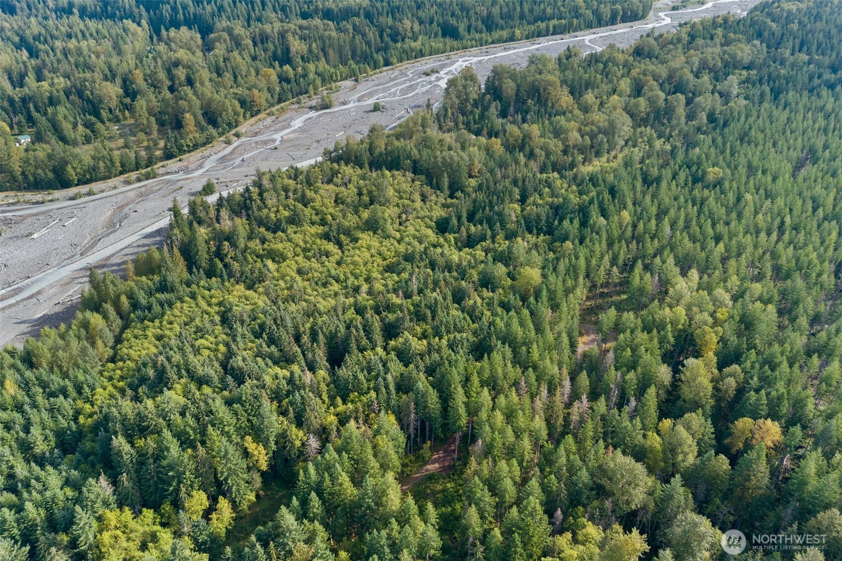 1 Skate Creek Road North Ashford, WA 98304 - Photo 31 of 36 a view of a lush green forest with lots of trees