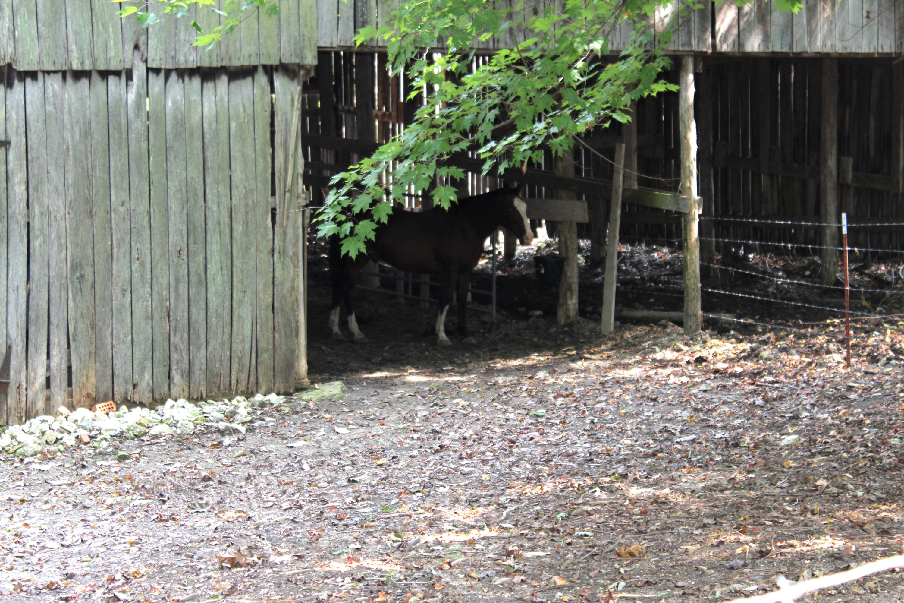 1229 Snodgrass Road New Tazewell, TN 37825 - Photo 12 of 39 IMG_5494