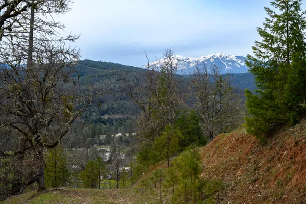 a view of a bunch of trees and bushes
