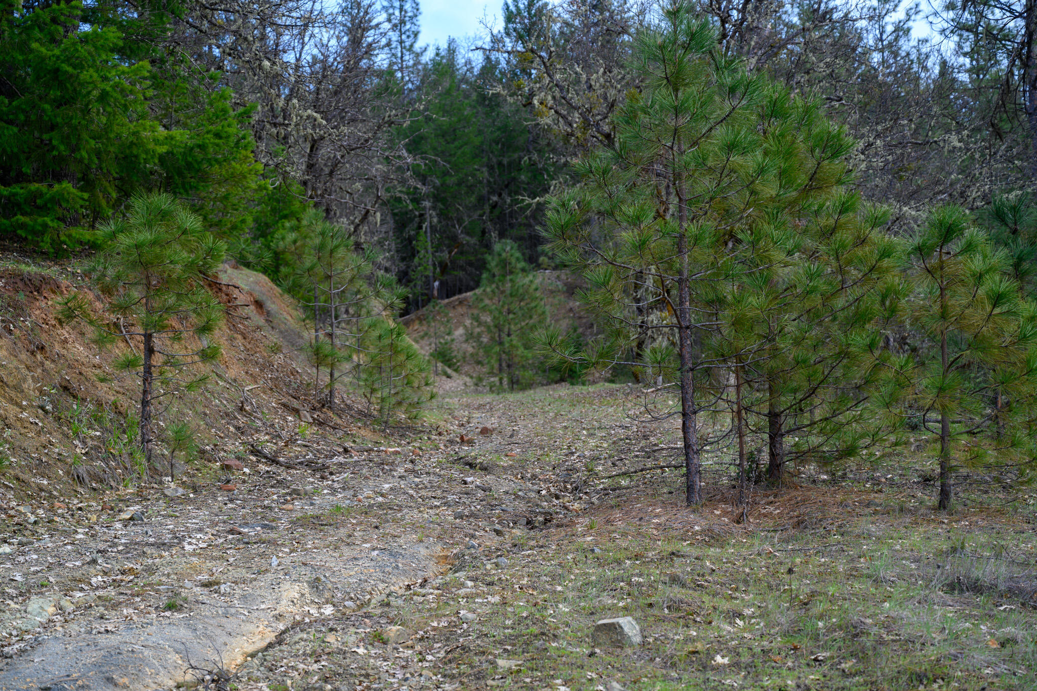 175 Gibson Drive Lewiston, CA 96052 - Photo 12 of 32 a view of a forest with trees in the background