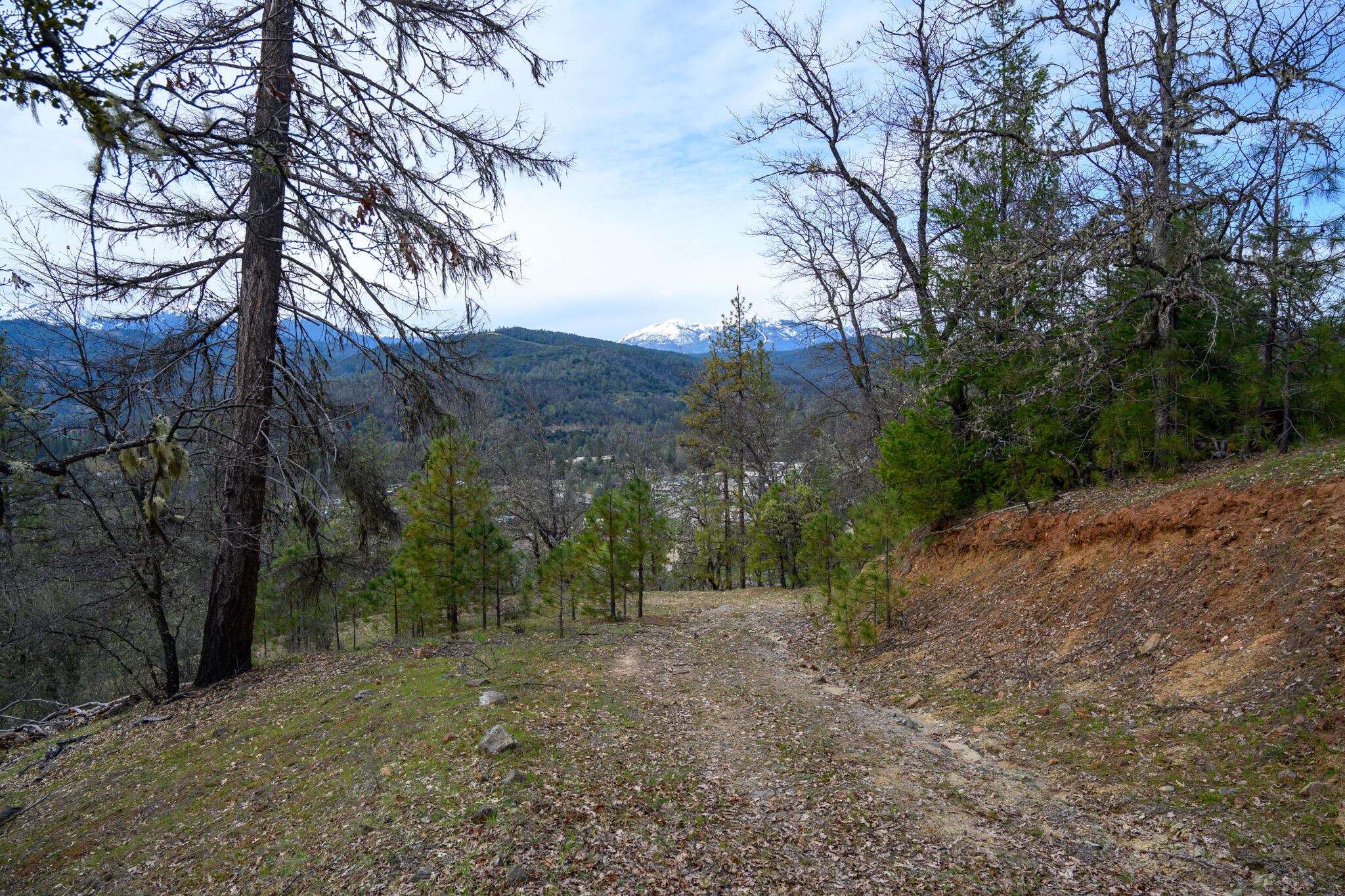 175 Gibson Drive Lewiston, CA 96052 - Photo 13 of 32 a view of a forest with trees in the background