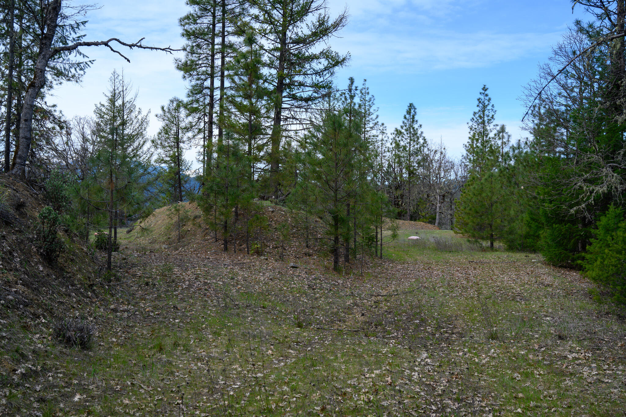 175 Gibson Drive Lewiston, CA 96052 - Photo 16 of 32 a view of a forest