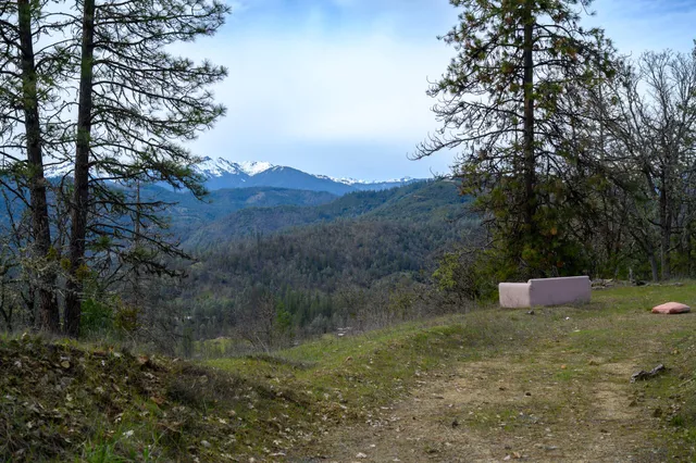 a view of a dry yard with trees