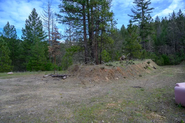 a view of a forest with trees in the background
