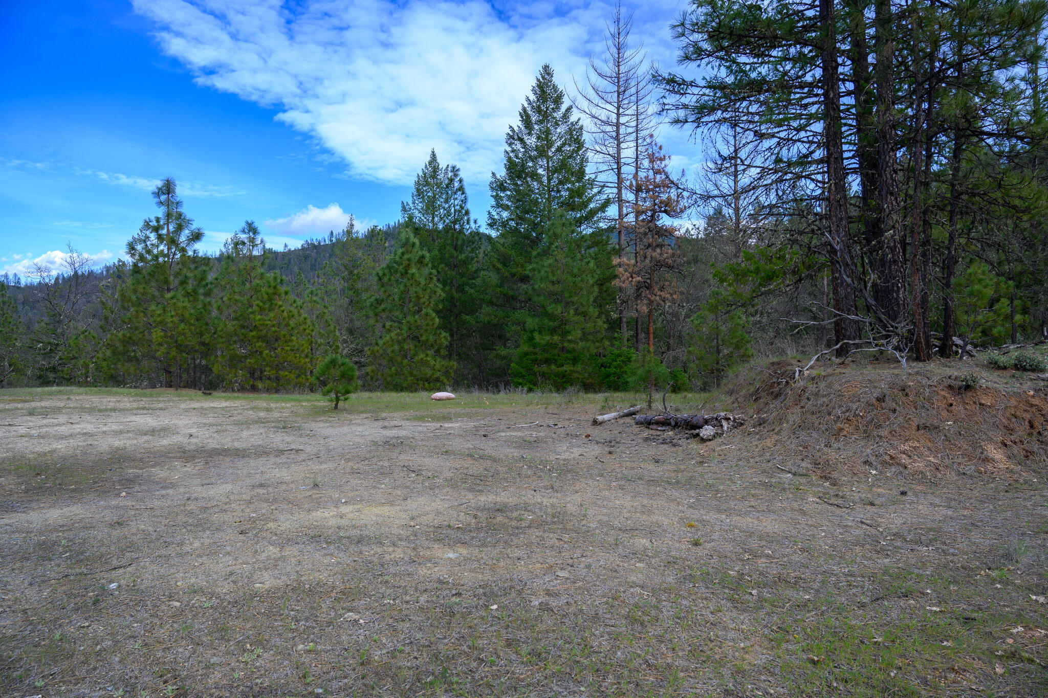 175 Gibson Drive Lewiston, CA 96052 - Photo 24 of 32 a view of a forest with trees in the background