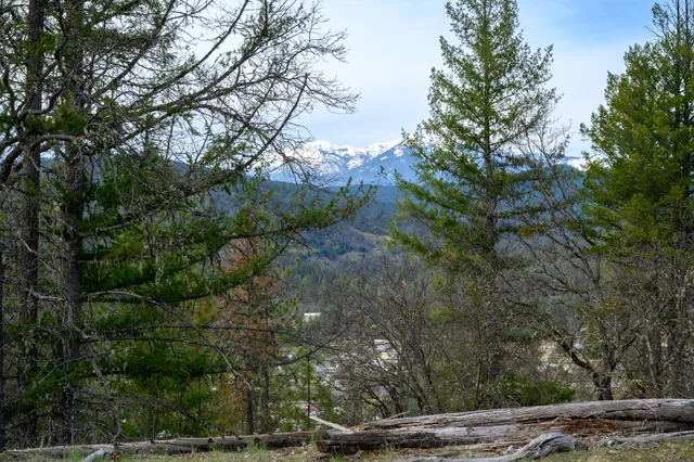 a view of a lot of trees and bushes