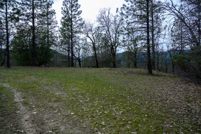 a big yard with lots of green space and deers