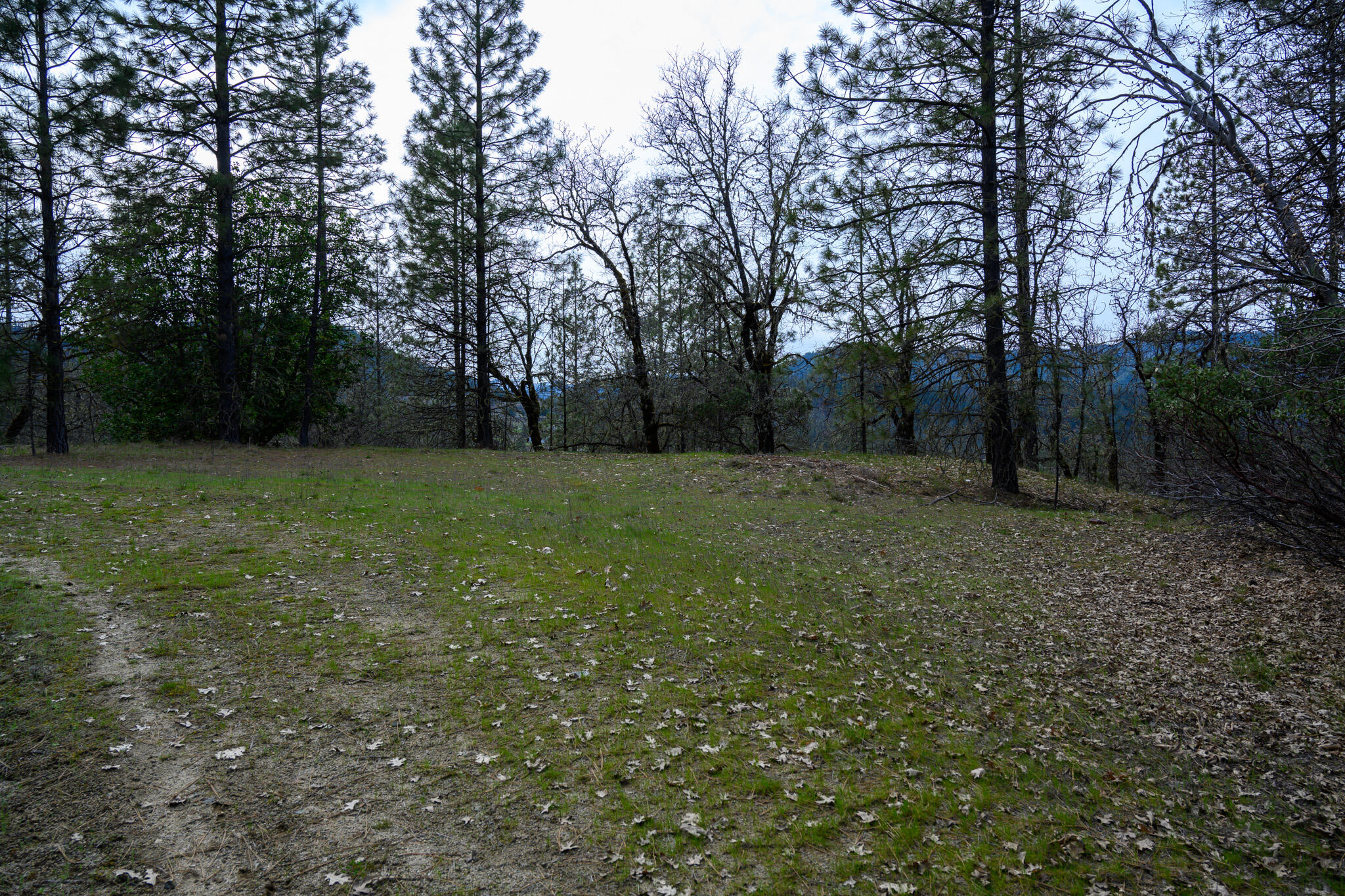 175 Gibson Drive Lewiston, CA 96052 - Photo 30 of 32 a view of outdoor space with a garden