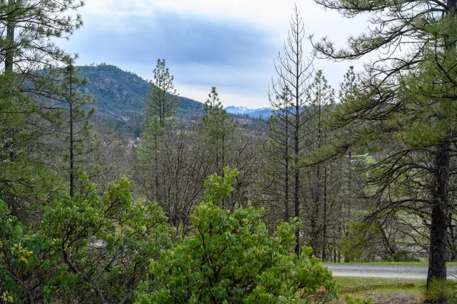 a view of a forest with a yard