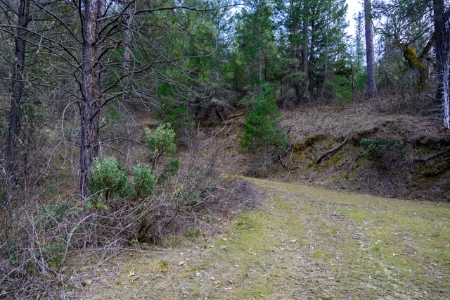 a view of a yard with plants and trees