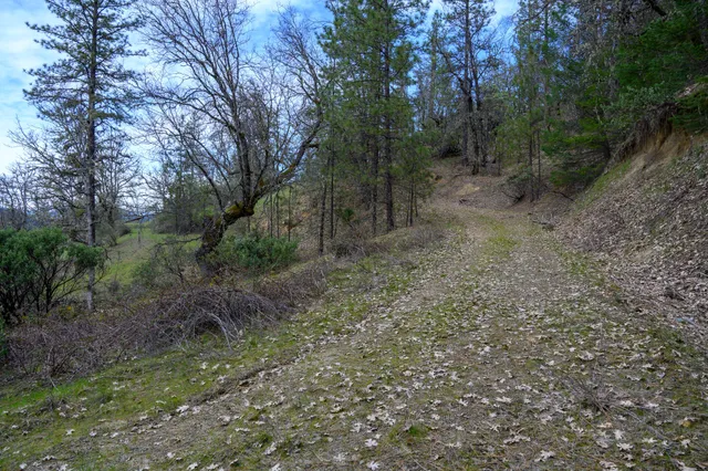 a view of a forest with trees in the background
