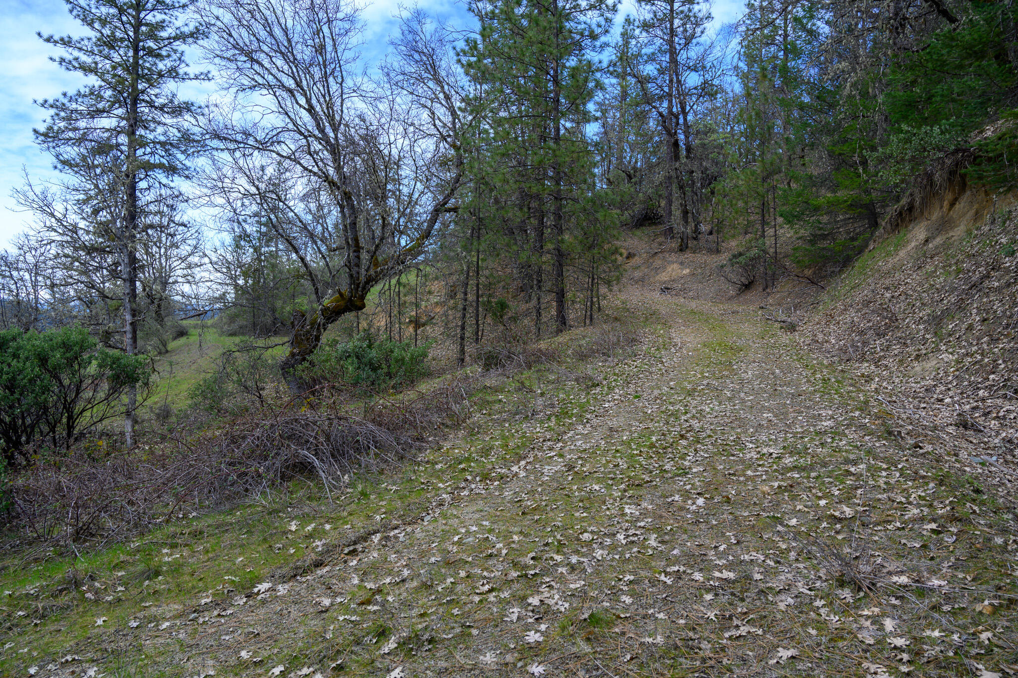 175 Gibson Drive Lewiston, CA 96052 - Photo 6 of 32 a view of a forest with trees in the background