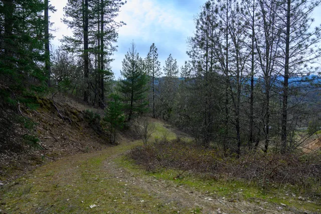 a view of a forest with trees in the background