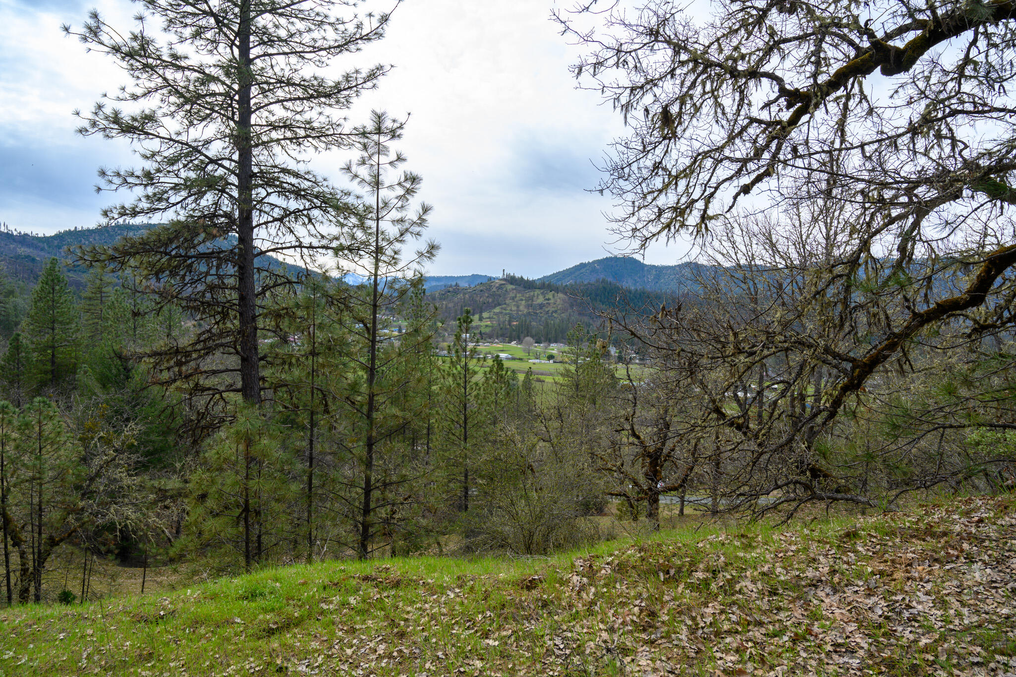 175 Gibson Drive Lewiston, CA 96052 - Photo 8 of 32 a view of a yard with large trees