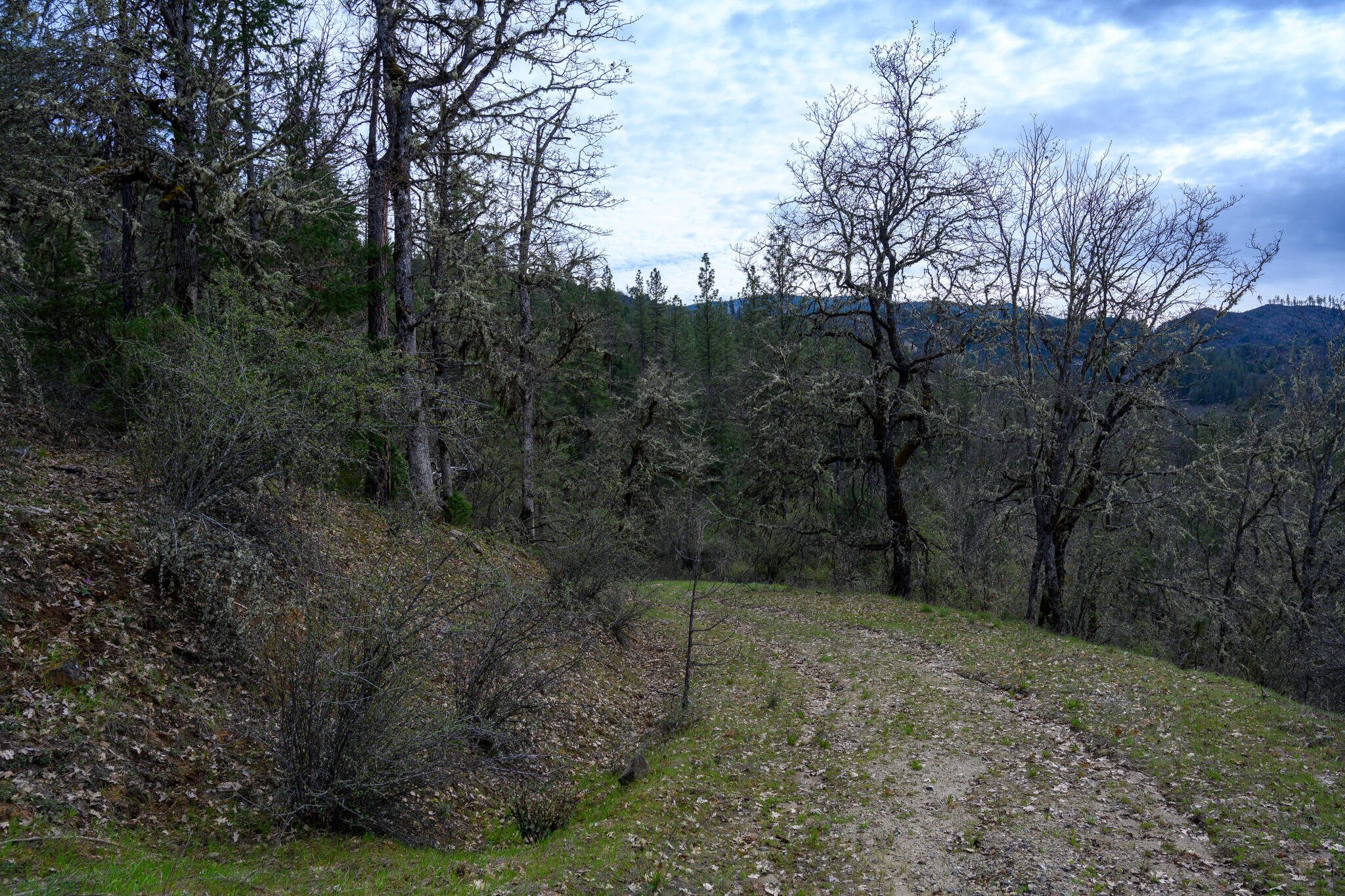175 Gibson Drive Lewiston, CA 96052 - Photo 10 of 32 a view of a forest with trees in the background