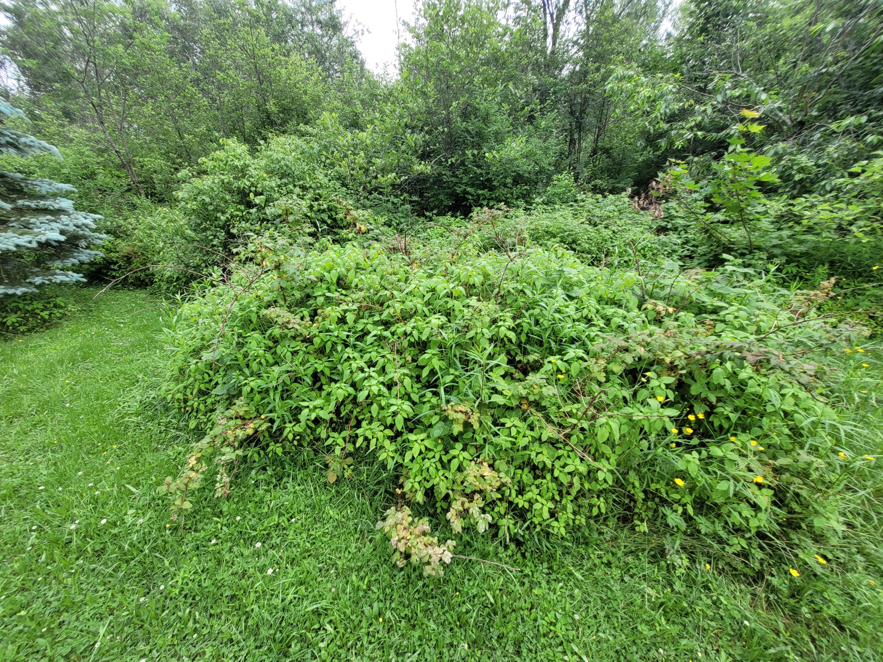 29 Horseback Road Carmel, ME 04419 - Photo 14 of 45 20230629_143129