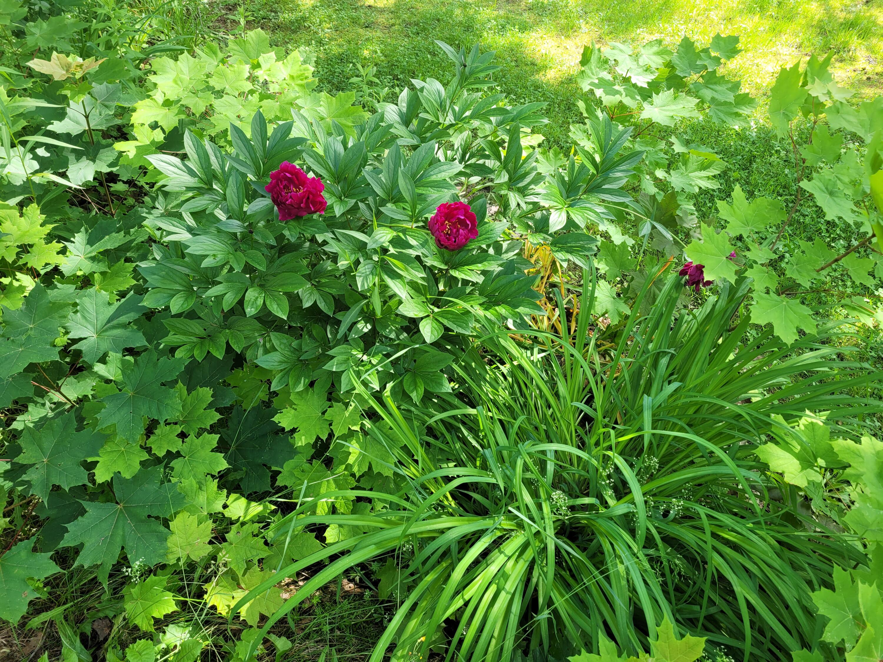 29 Horseback Road Carmel, ME 04419 - Photo 45 of 45 20230629_152053