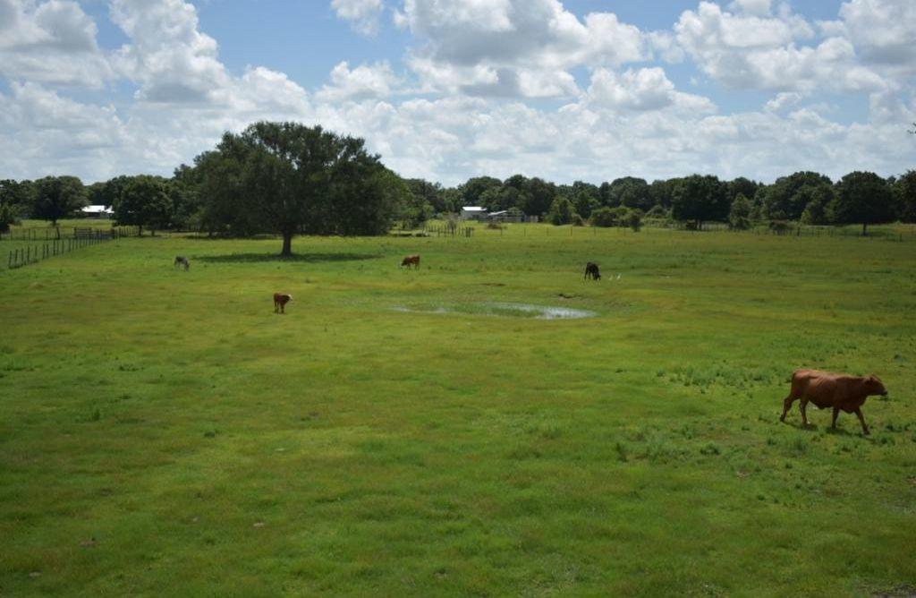 940 Starns Loop Road Okeechobee, FL 34974 - Photo 24 of 33 Overlooking acreage