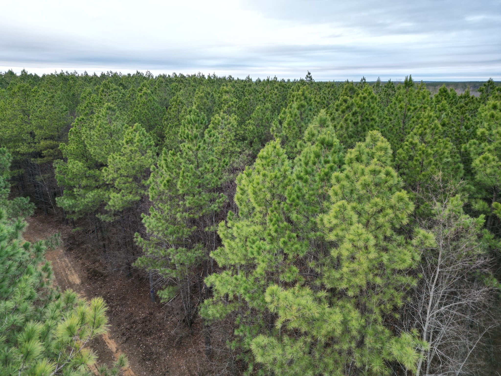 a view of a lush green space with sea