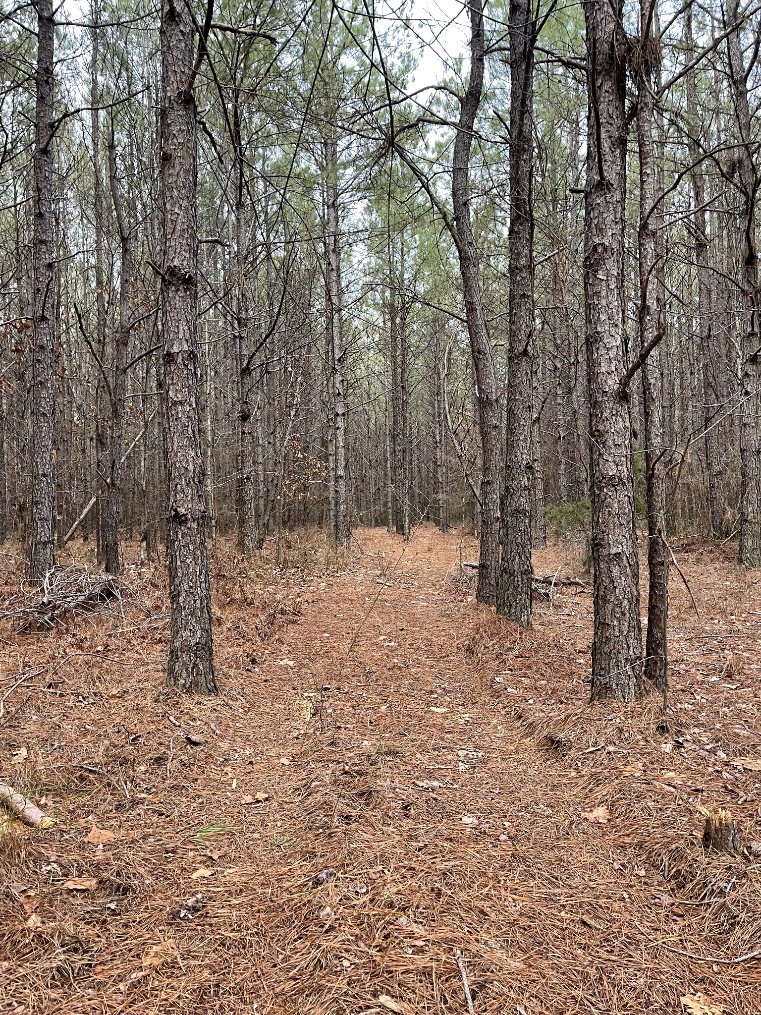 0 Seiber Ridge Road Hohenwald, TN 38462 - Photo 11 of 18 a view of covered with snow